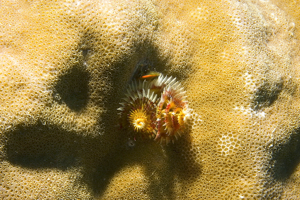 Christmas tree worm (Spirobranchus giganteus).  Borneo, Malaysia (A4 only).