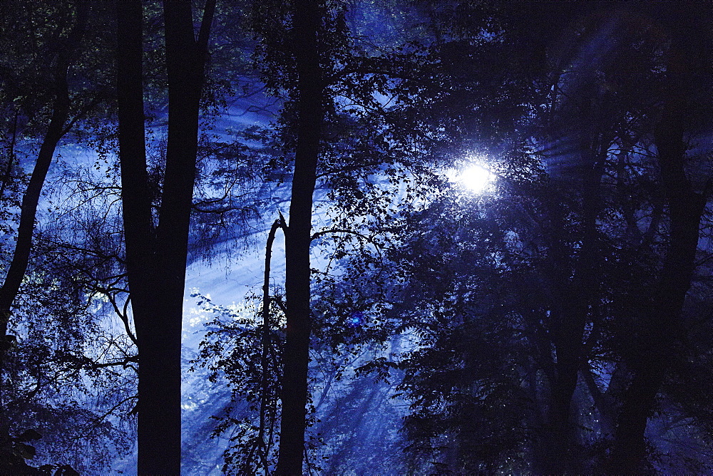 Eerie woods and the English countryside at night, moonlight streaming through trees, England, United Kingdom, Europe