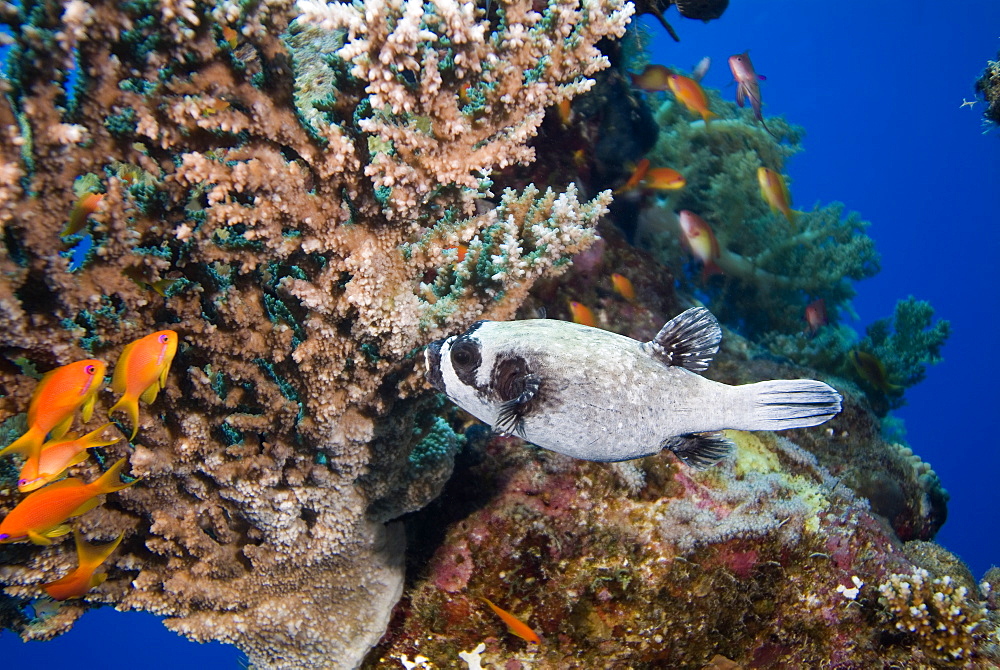 Masked Pufferfish (Arothron diadematus). Usually solo, seen here feeding on (Acropora Sp.) coral. Seen in large groups only during the breeding season. Found only in the Red Sea. Red Sea.