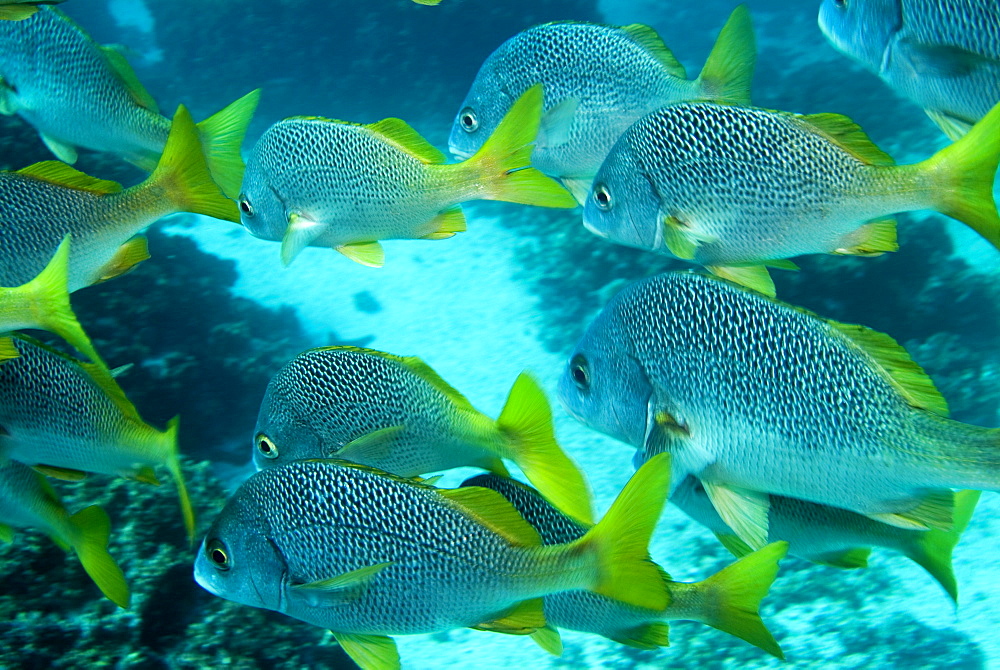 Burrito Grunt - Anisotremus interruptus.  Galapagos, Pacific Ocean