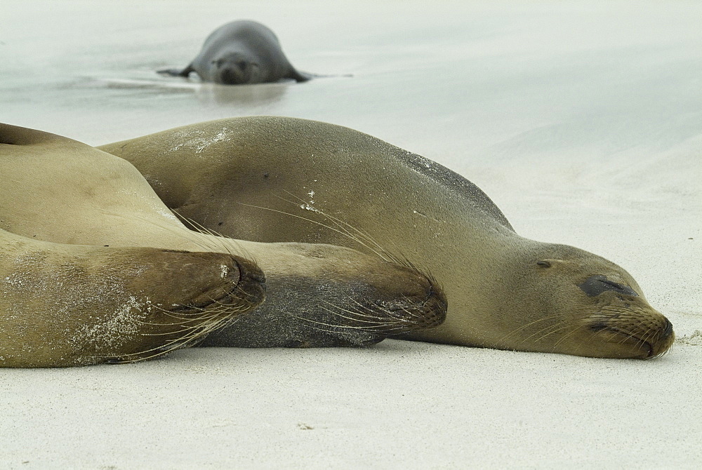 Galapagos Sea Lion (Zalophus californianus wollebacki). Galapagos.