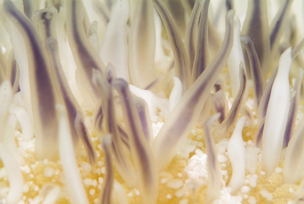 Closeup of the mildly toxic tentacles of the Upsidedown Jellyfish (Cassiopeia andromeda) which likes to inhabit shallow tropical lagoons. Red Sea.