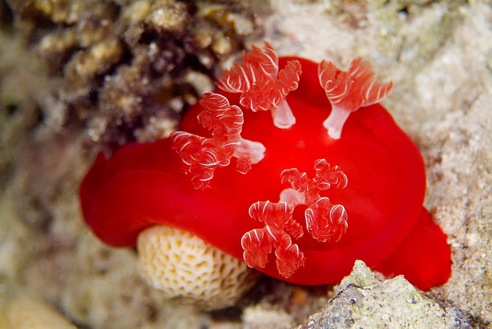 Spanish Dancer (Hexabranchus sanguineus). Spectacular and largest of the nudibranchs (naked gills) and are reported to reach up to 50 cms in length. Nocturnal. Red Sea.