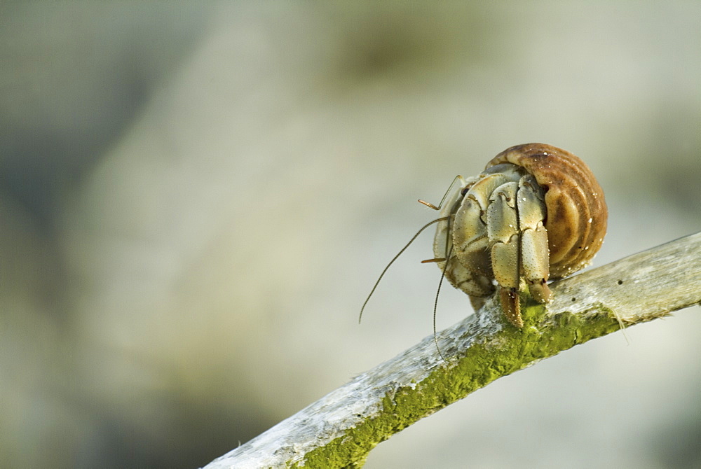 Hermit crab on branch. Galapagos.