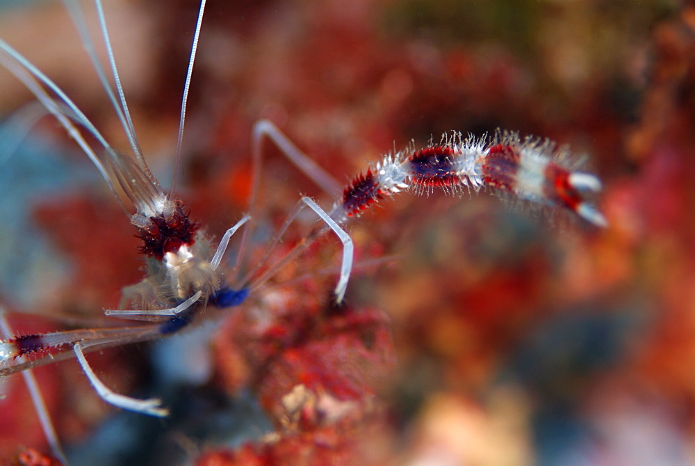 Boxershrimp. Red Sea.