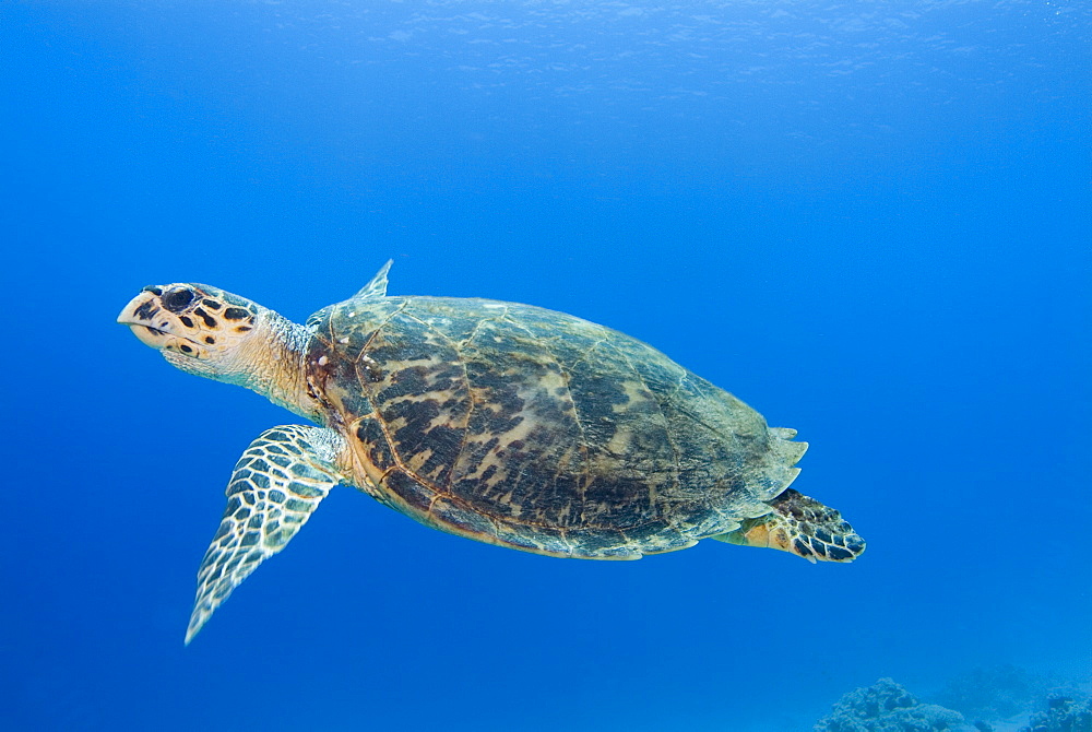 Hawksbill Sea Turtle (Eretmochelys imbricate). Red Sea.