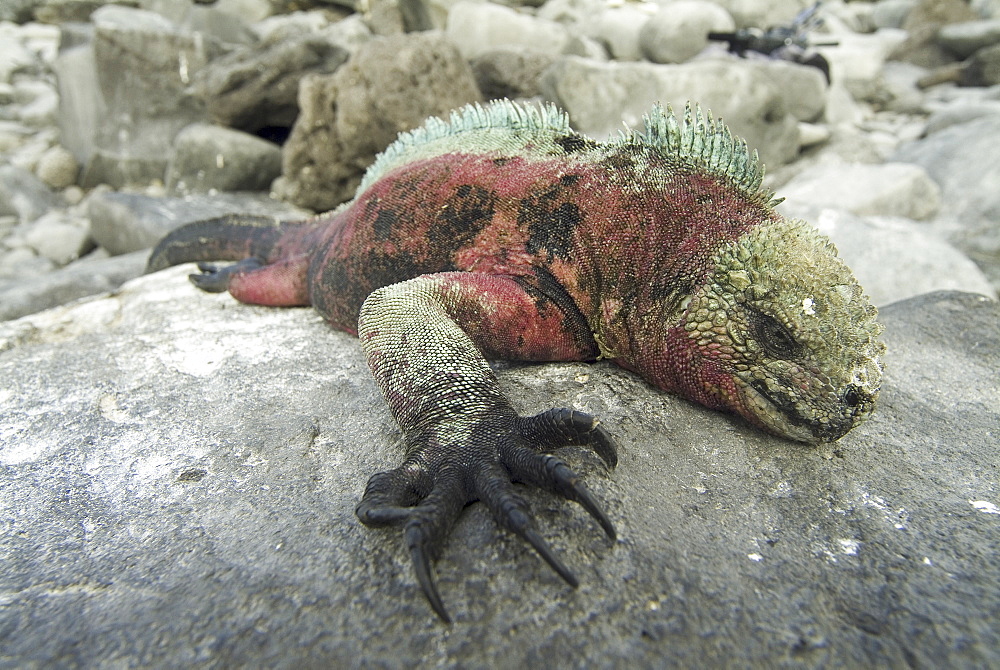 Galapagos marine iguana (Amblyrhynchus cristatus). Galapagos.