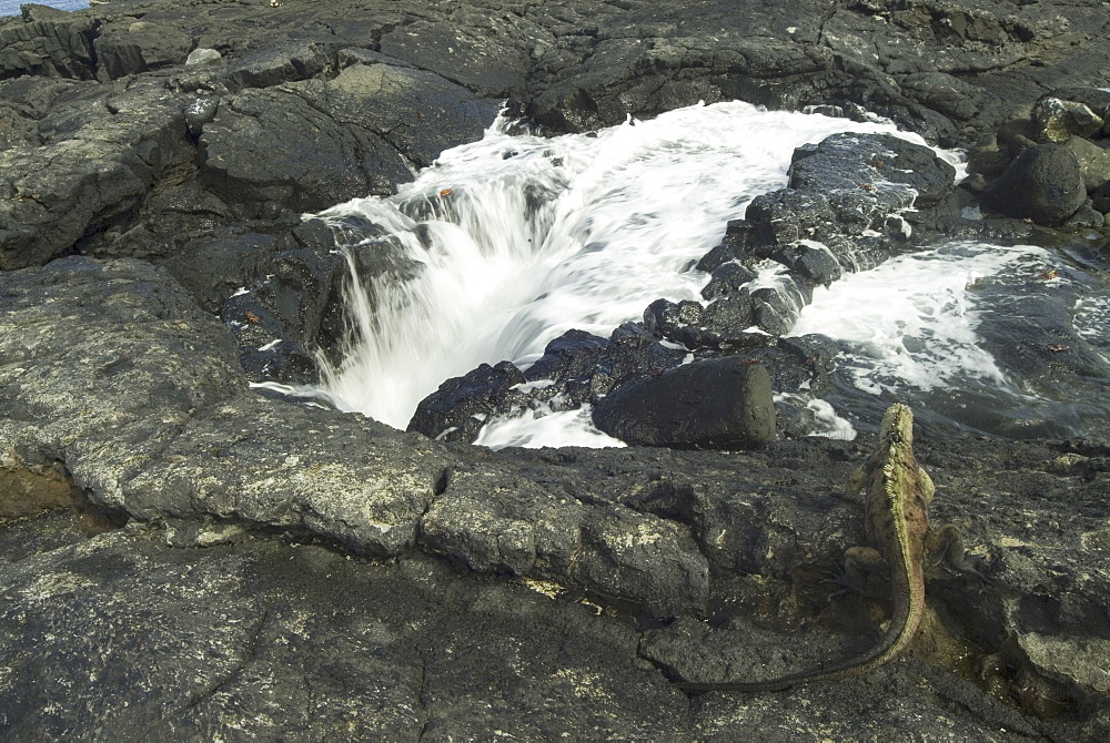 Galapagos marine iguana (Amblyrhynchus cristatus). Galapagos.