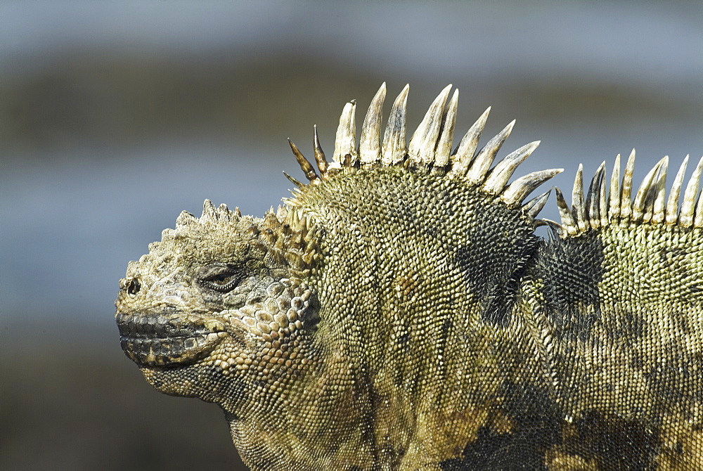 Galapagos marine iguana (Amblyrhynchus cristatus). Galapagos.