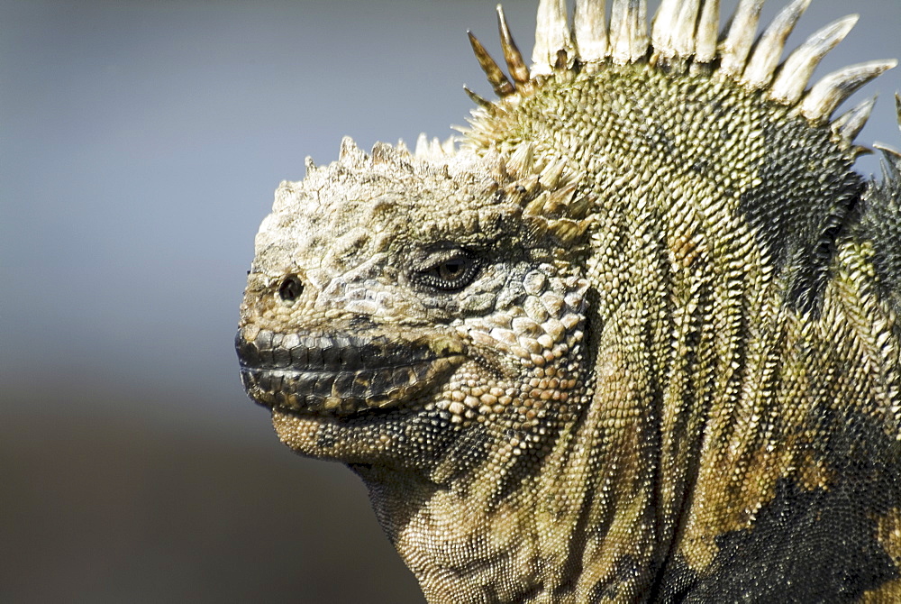 Galapagos marine iguana (Amblyrhynchus cristatus). Galapagos.