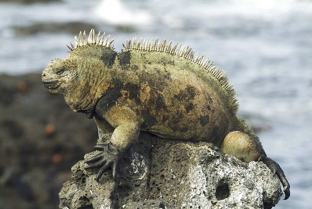 Galapagos marine iguana (Amblyrhynchus cristatus). Galapagos.