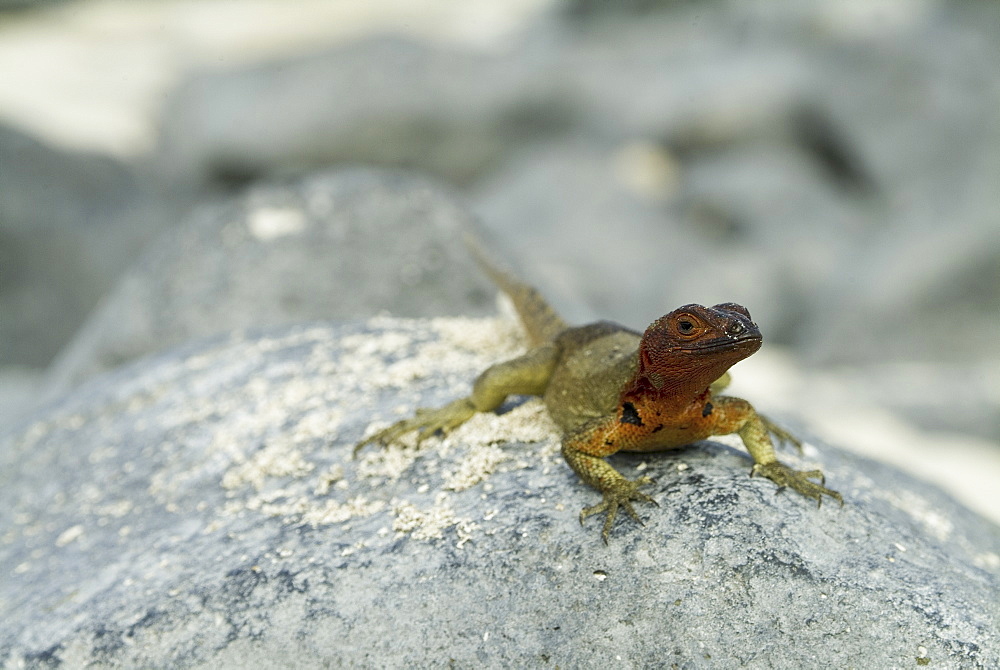 Galapagos lava lizard (Microlophus albemarlensis). Galapagos.