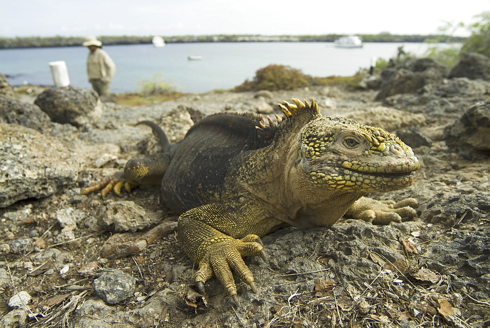 Gal?pagos Land Iguana (Conolophus subcristatus). Galapagos.