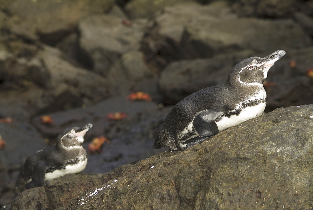 Galapagos penguin (Spheniscus mendiculus). Galapagos.