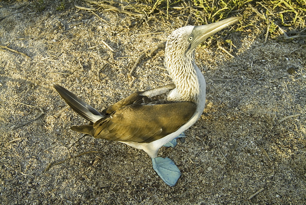 Blue-footed booby (Sula nebouxii). Galapagos.