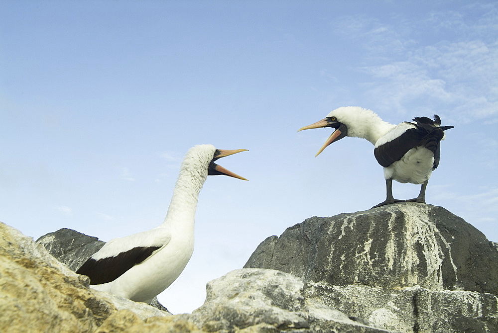 Nazca (masked) booby (Sula dactylatra). Galapagos.