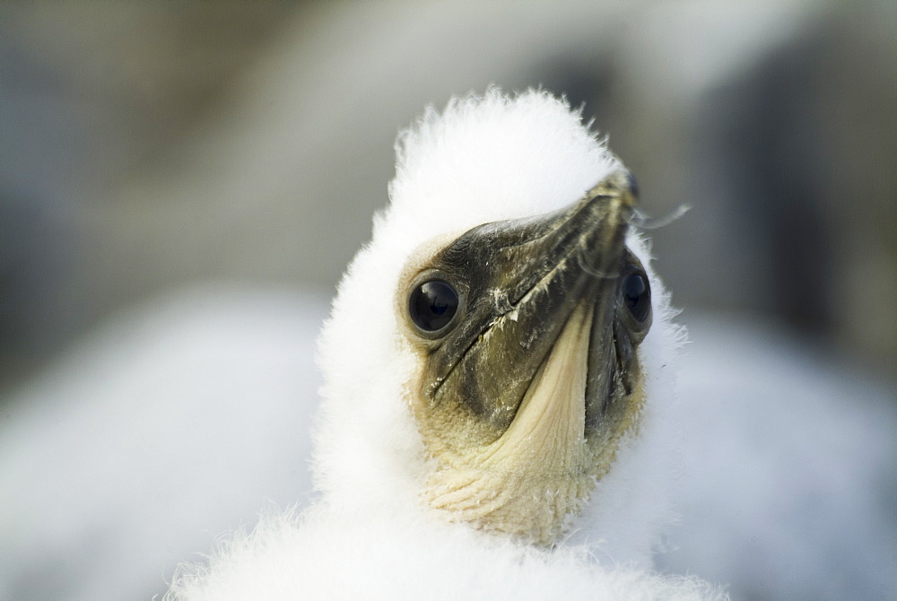 blue-footed booby (Sula nebouxii). Galapagos.