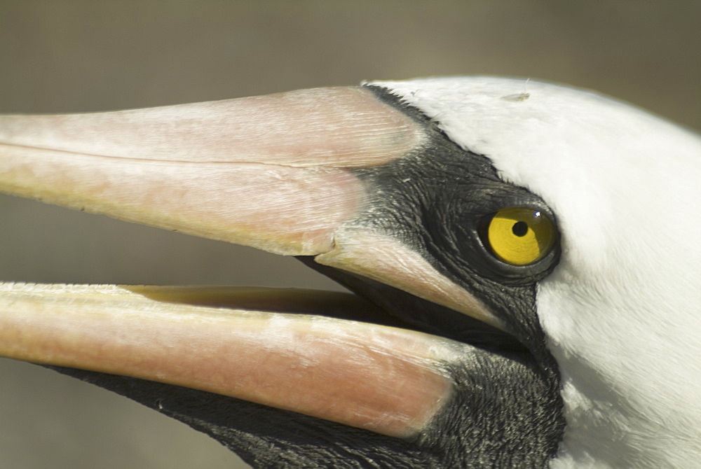 Nazca (masked) booby (Sula dactylatra). Galapagos.