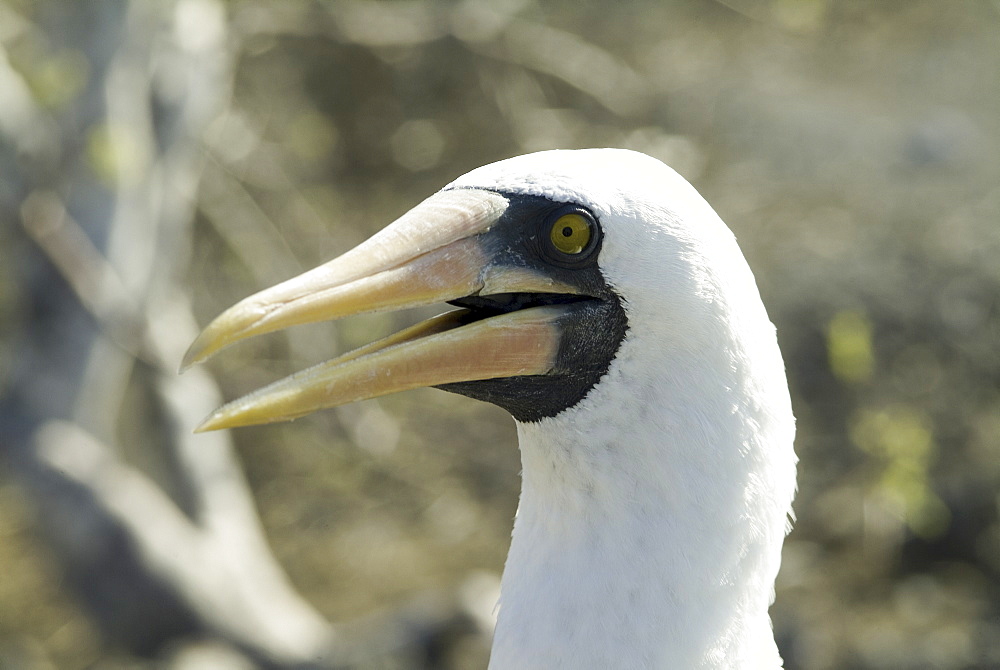 nazca (masked) booby (Sula dactylatra). Galapagos.