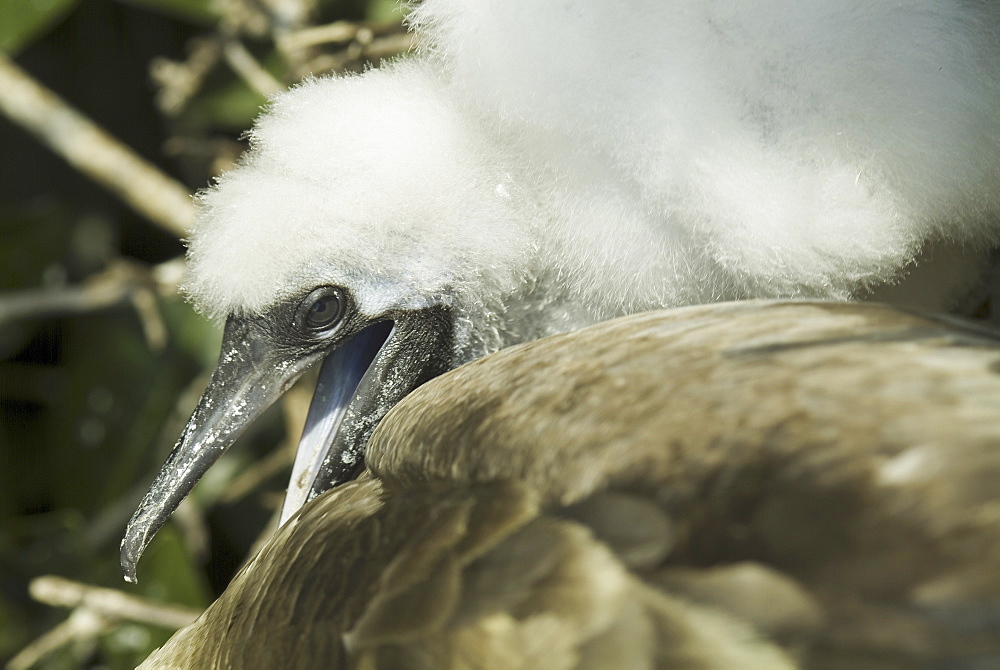 Red-footed booby (Sula sula). Galapagos.