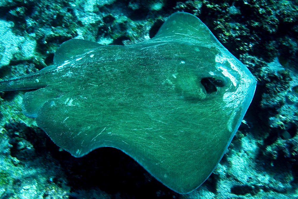 Diamond Stingray - Dasyatis brevis.  Galapagos, Pacific Ocean