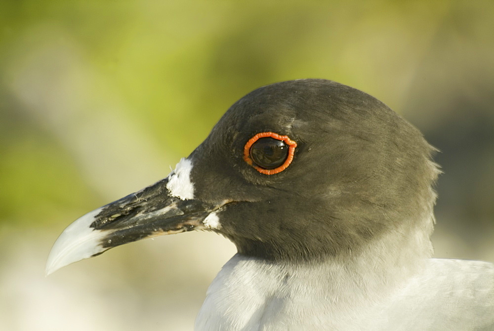 Swallow-tailed gull (Larus furcatus). Galapagos.