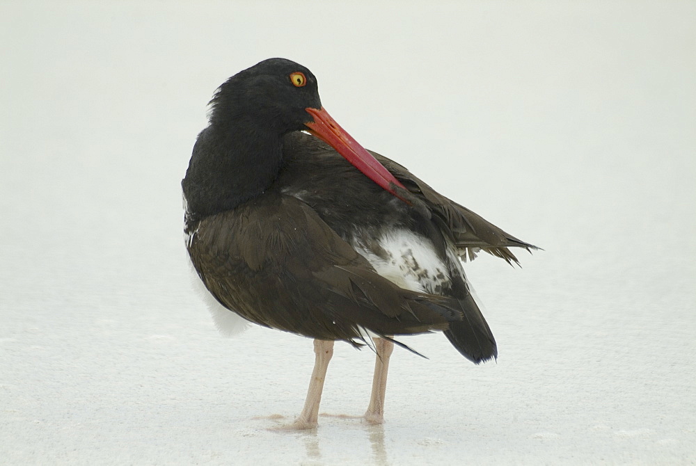 Galapagos oystercatcher (Haematopus palliatus). Galapagos.