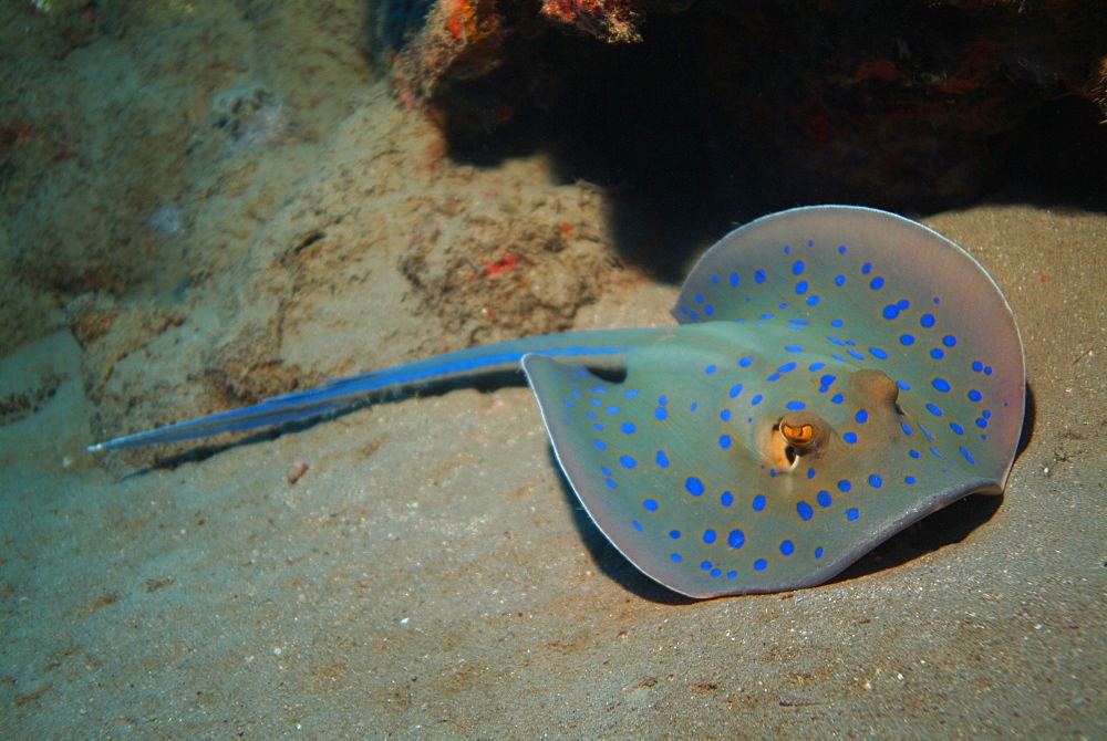 Bluespotted Stingray (Taeniura lymma). Red Sea.