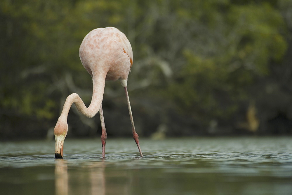 Galapagos Flamingo (Phoenicopterus ruber). Galapagos.