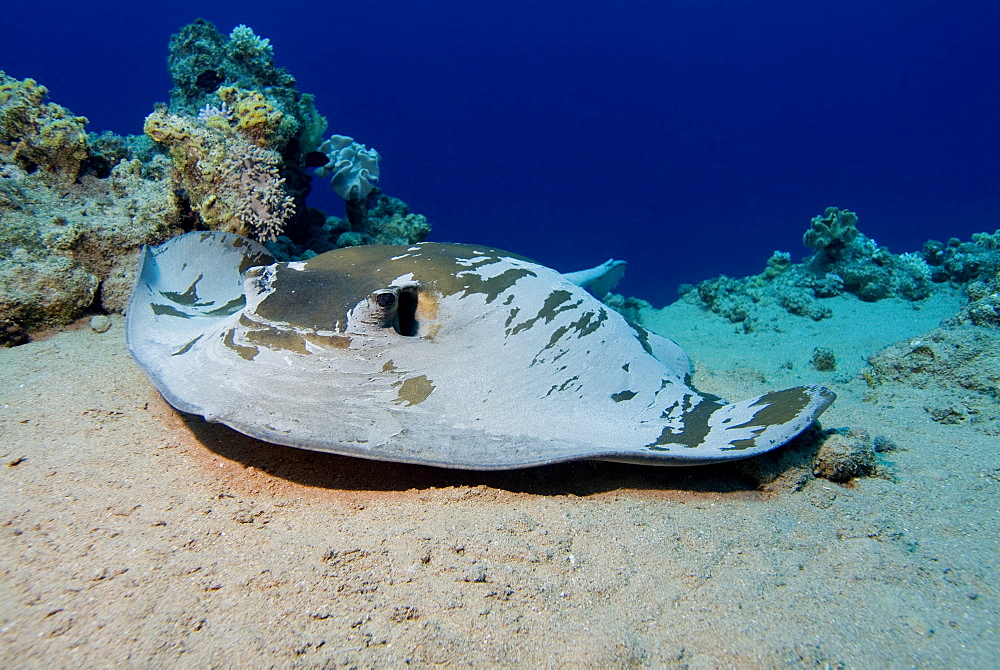 Feathertail Stingray (Pastinachus sephen). Red Sea.