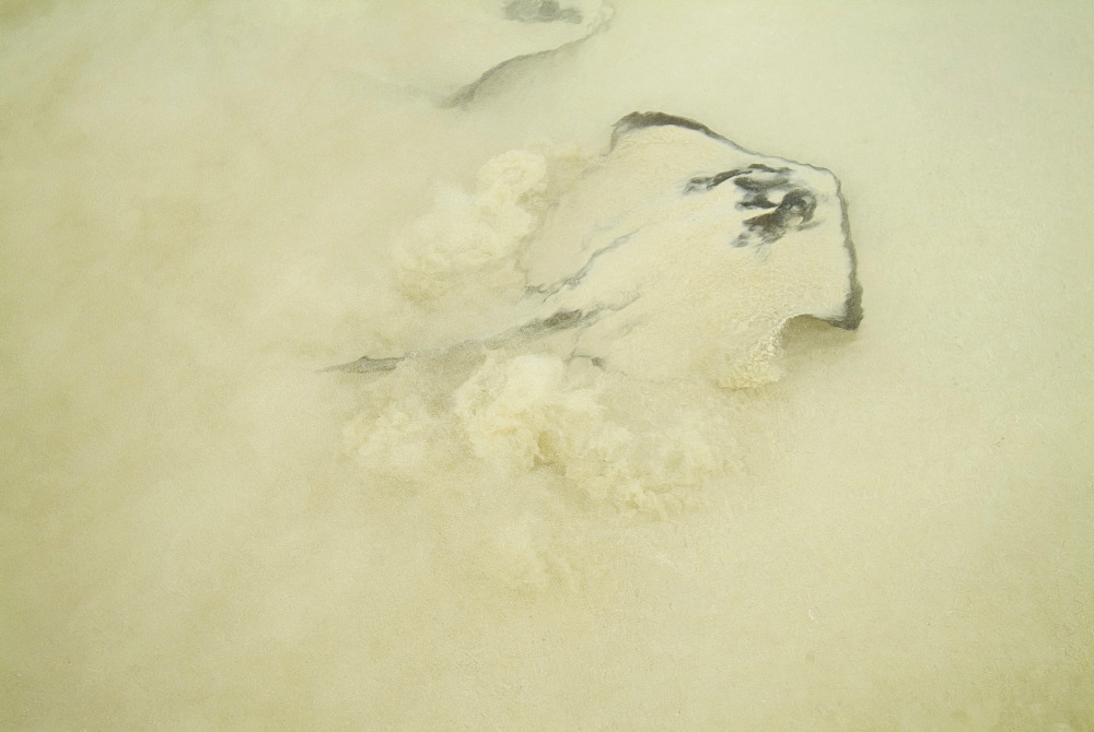 Stingray in surf (floreana). Galapagos.