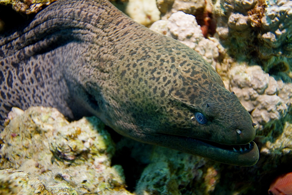 Giant Moray (Gymnothorax javanicus). Red Sea.