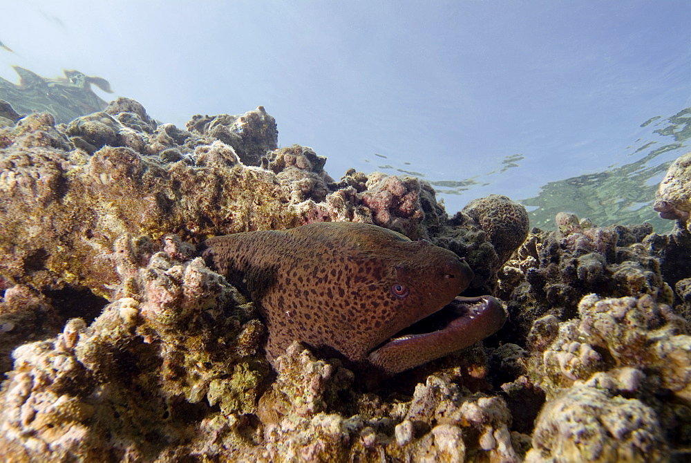 Giant Moray (Gymnothorax javanicus). Red Sea.