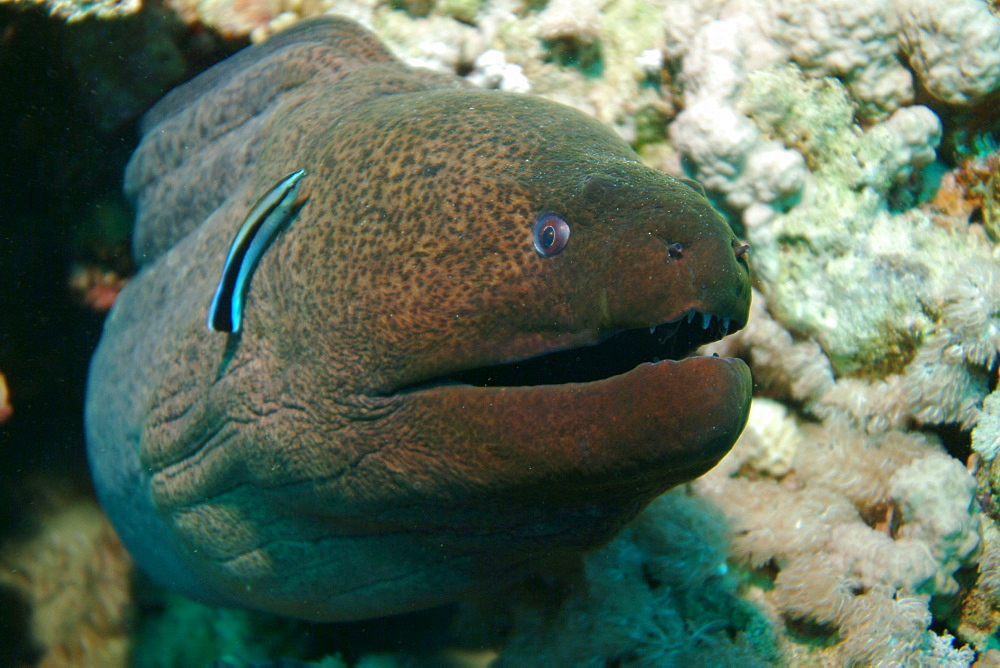 Giant Moray (Gymnothorax javanicus). Red Sea.