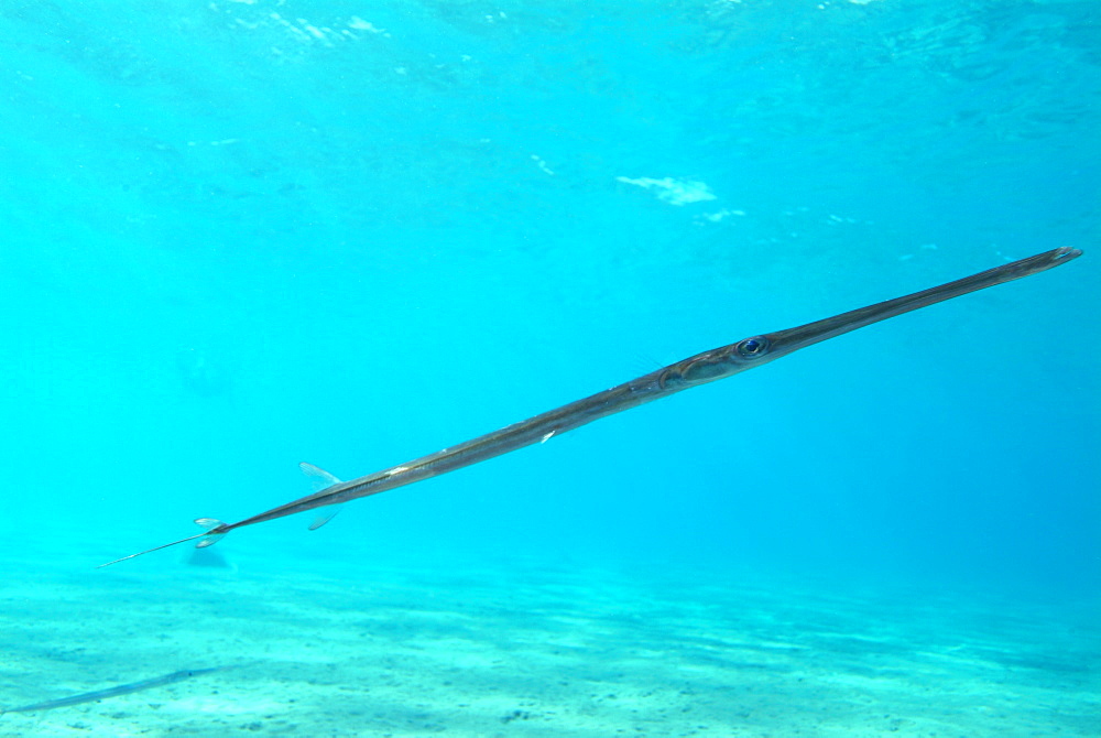  Cornetfish (Fistularia commersonii). Red Sea.