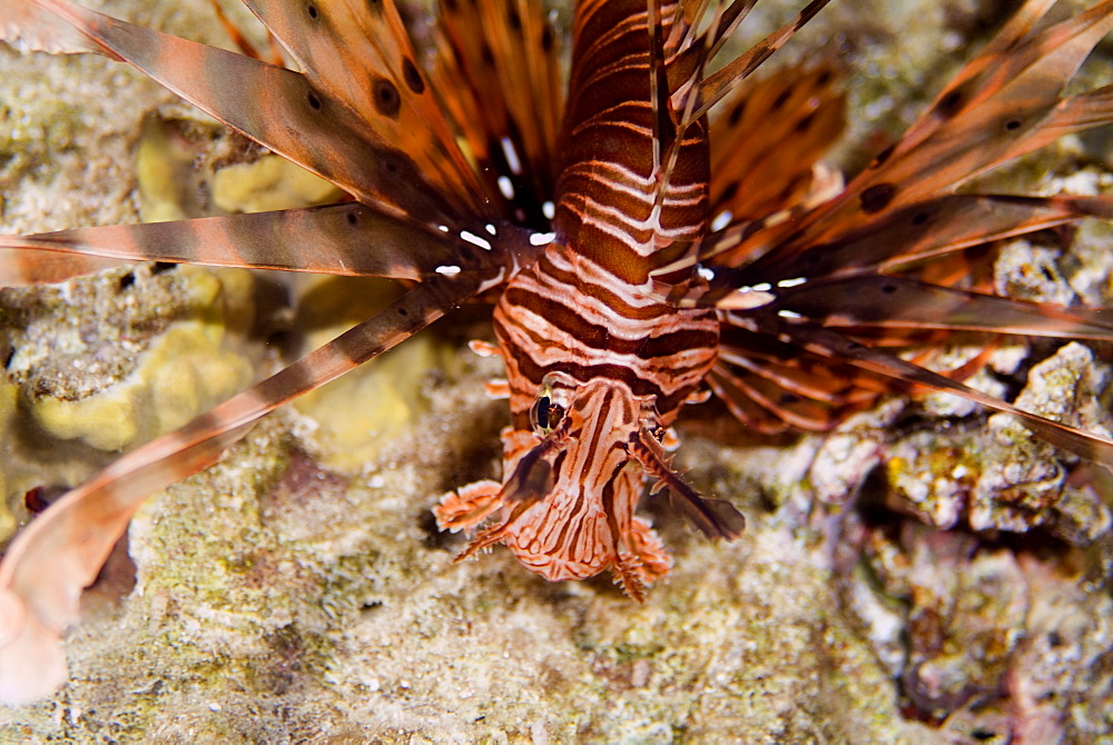 Common Lionfish (Pterois volitans). Red Sea.