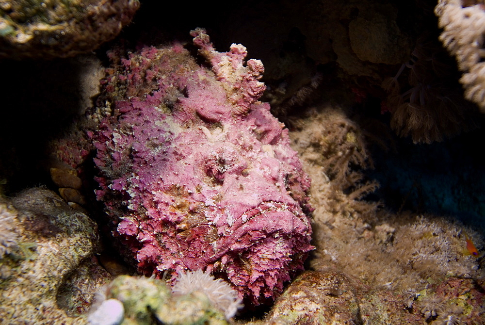  Stonefish (Synaceia verrucosa) said to be the world's most venomous fish. Found in many colours according to habitat. Probably also the worlds most adaptable camouflage system for a fish. Red Sea.