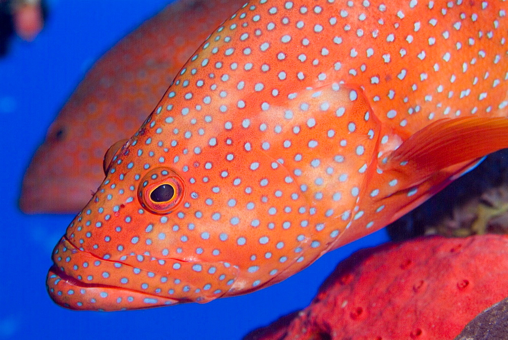 Coral Grouper (Cephalopholis miniata).Red Sea.