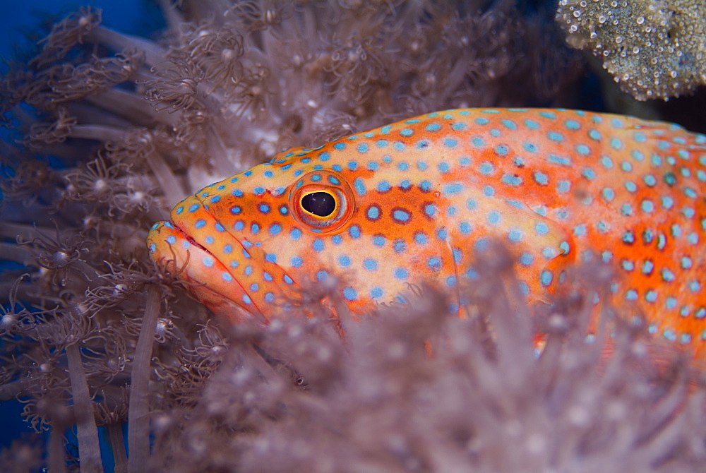 Coral Grouper (Cephalopholis miniata). Red Sea.