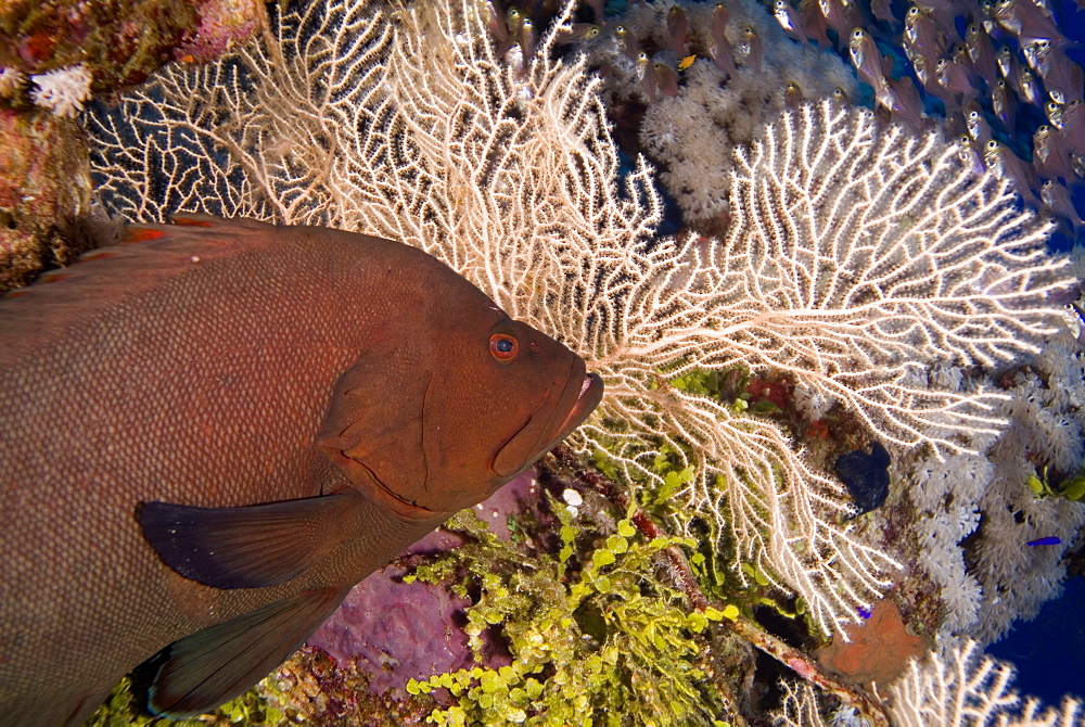 Redmouth Grouper (Aethaloperca rogaa). Red Sea.