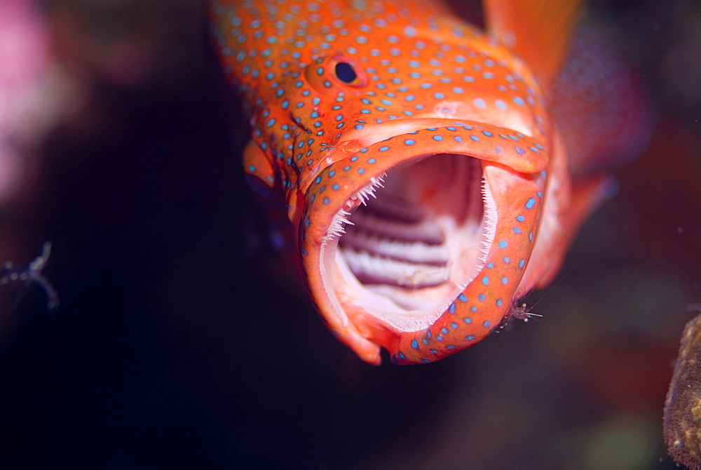 Coral Grouper (Cephalopholis miniata) being cleaned by a BruunÃs Cleaning Partner Shrimp (Urocaridella aontonbruunii) this incredible gaping action allows the shrimp uninhibited access to the mouth and gills.Red Sea.