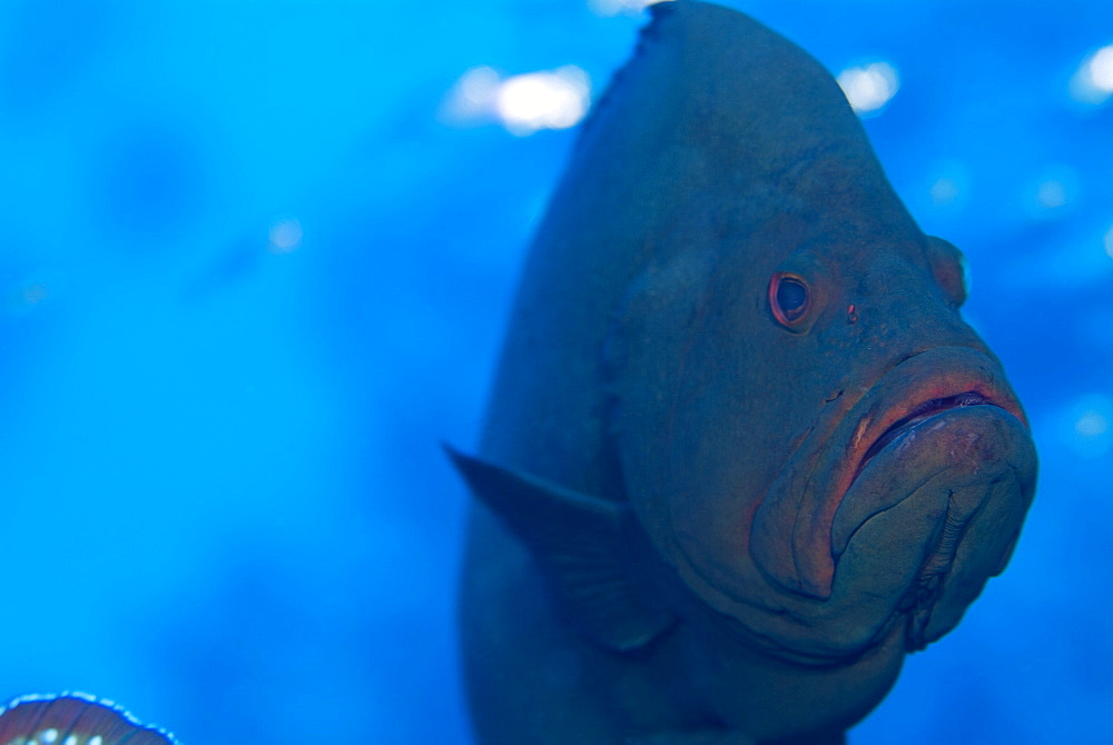 Redmouth Grouper (Aethaloperca rogaa). So named because of its bright red inside mouth.Red Sea.