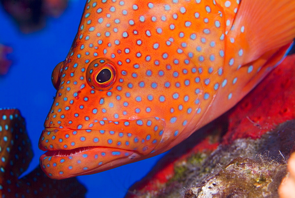 Coral Grouper (Cephalopholis miniata). Red Sea.