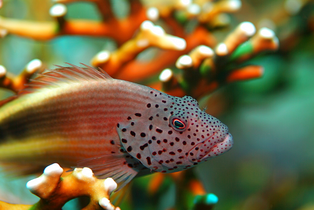 ForsterÌs Hawkfish (Paracirrhites forsteri). Red Sea.