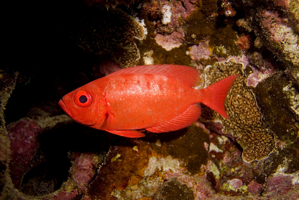 Common Bigeye (Priacanthus hamrur). Red Sea.