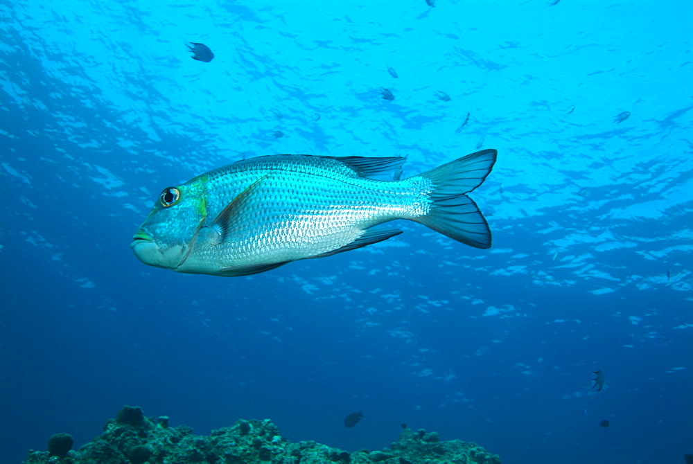 Twinspot Snapper (Lutjanus bohar). Red Sea.