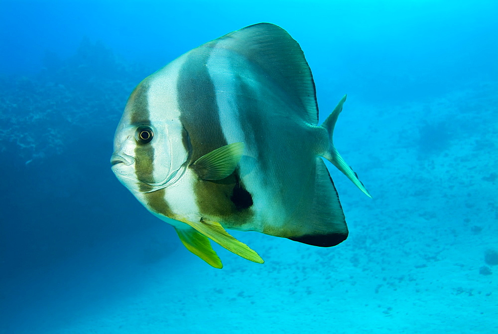 Circular Batfish (Platax orbicularis). Red Sea.