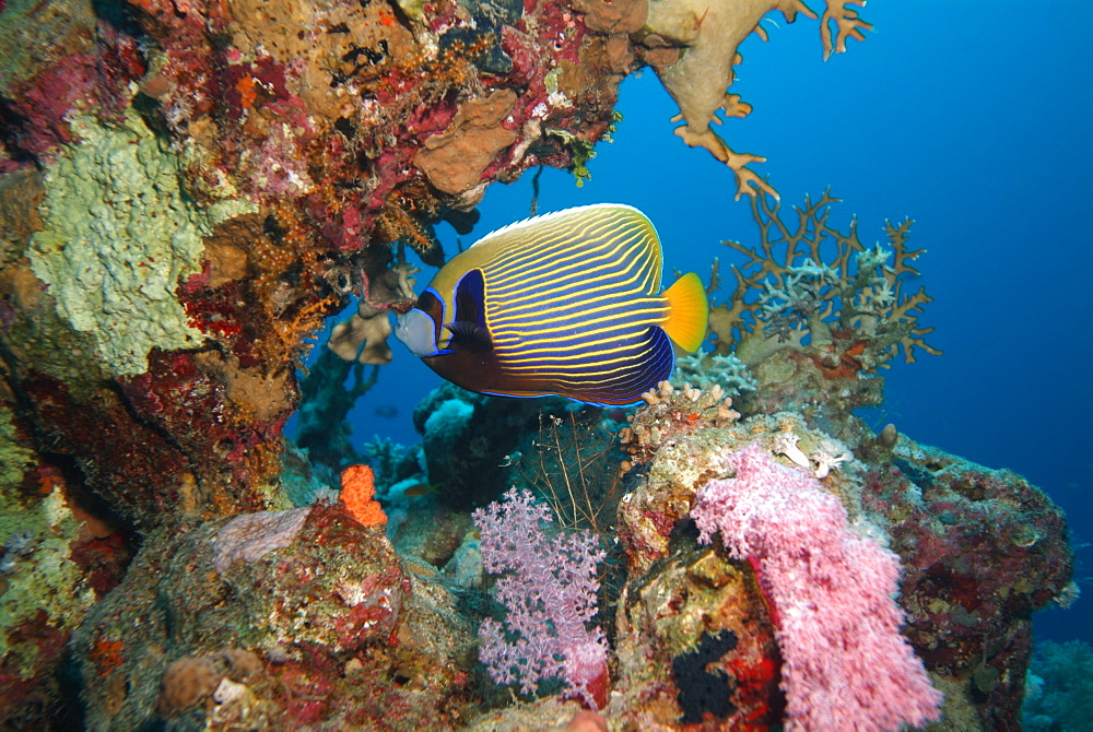 Emperor Angelfish. Red Sea.