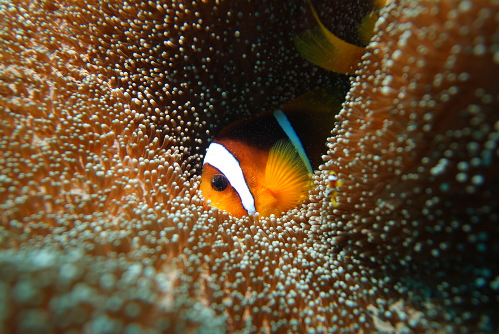 Red Sea Anenomefish (Amphiprion bicinctus). Red Sea.