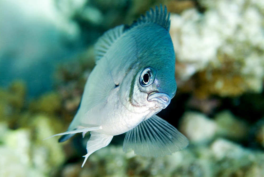 White-belly Damsel (Amblyglyphidodon leucogaster). Red Sea.